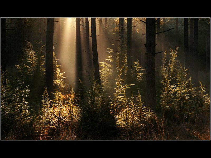 49 - light in the woods - LARRY John - england.jpg